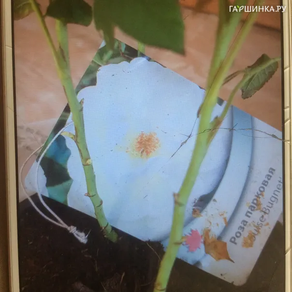 превью изображения отзыва