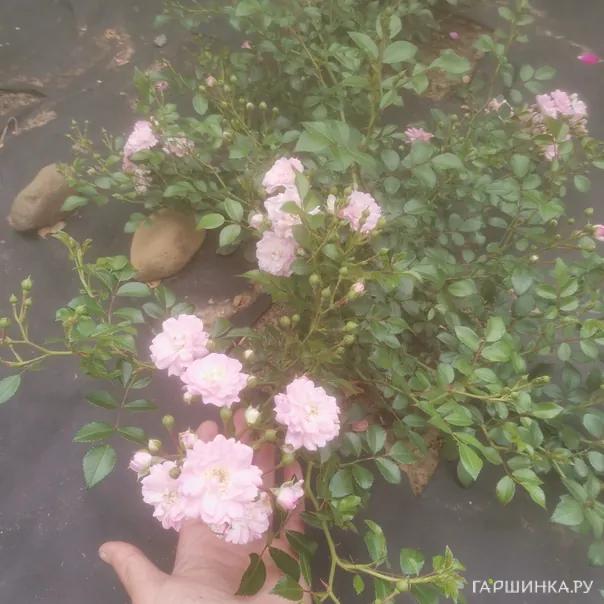 превью изображения отзыва