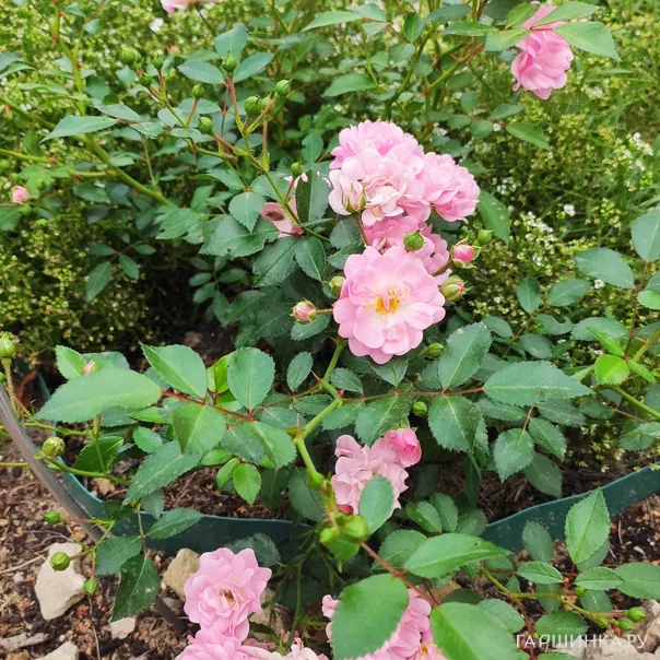 превью изображения отзыва