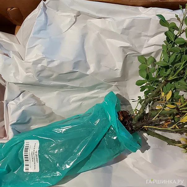 превью изображения отзыва