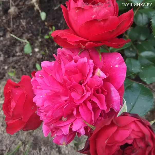 превью изображения отзыва