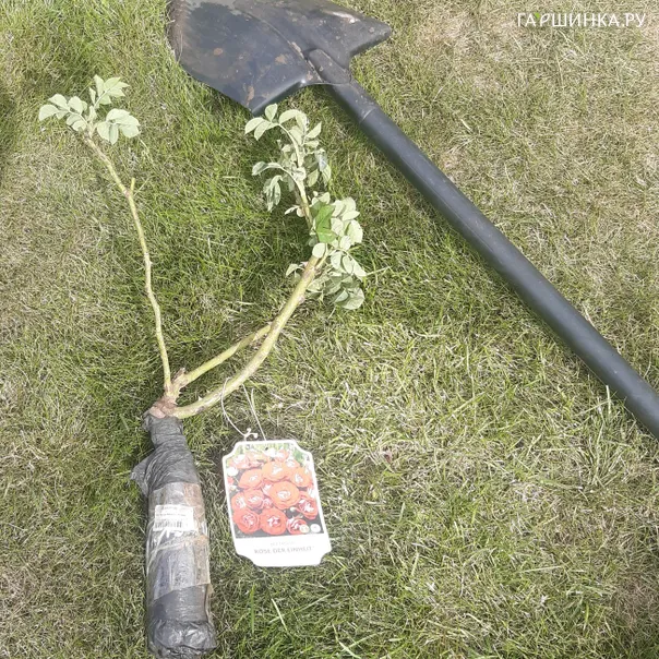 превью изображения отзыва