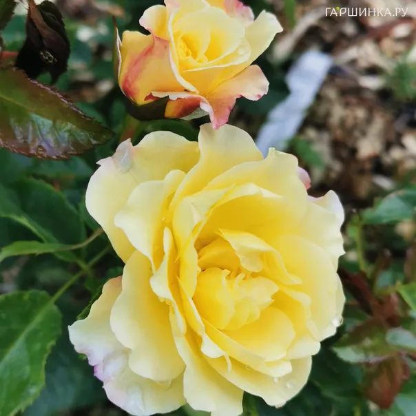 превью изображения отзыва