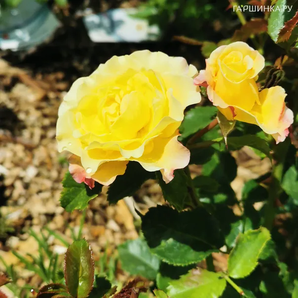 превью изображения отзыва