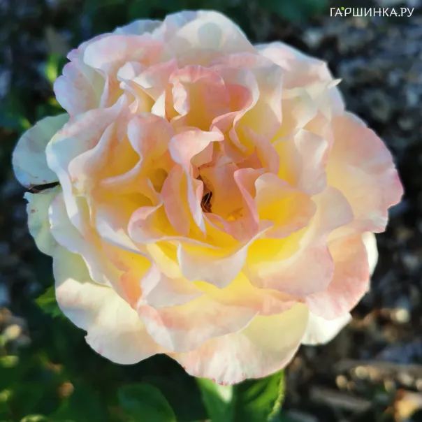 превью изображения отзыва