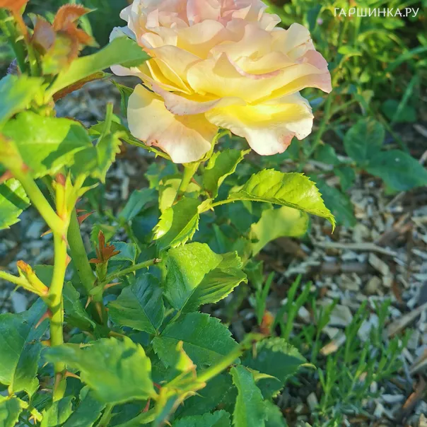 превью изображения отзыва