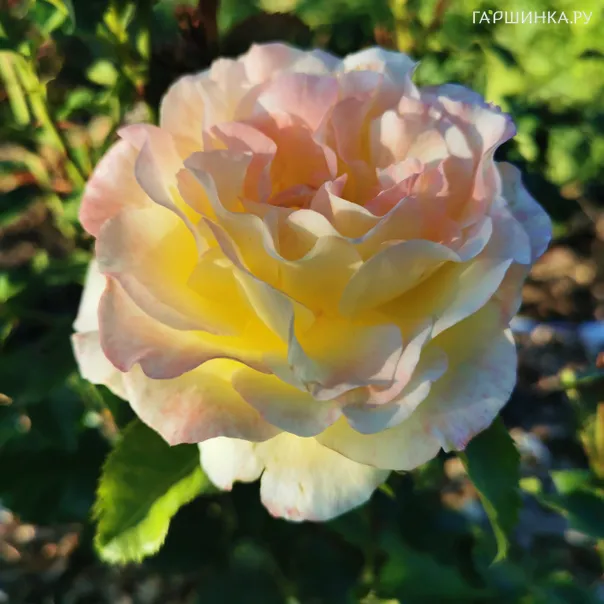 превью изображения отзыва