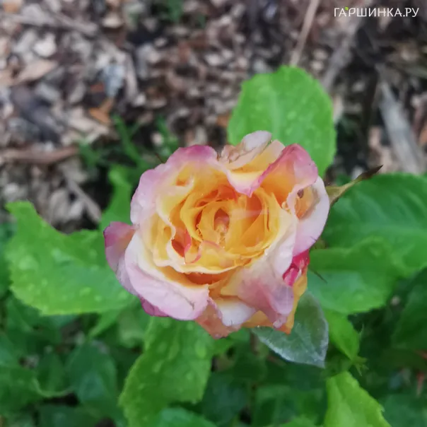 превью изображения отзыва