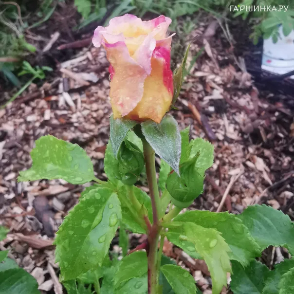 превью изображения отзыва