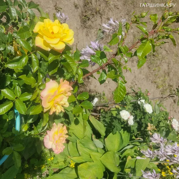 превью изображения отзыва