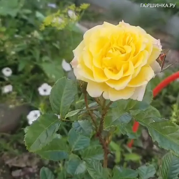 превью изображения отзыва