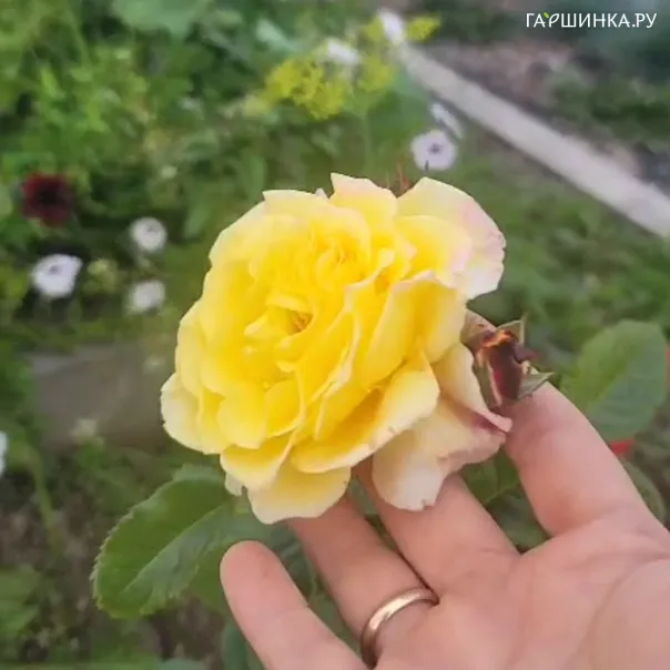 превью изображения отзыва