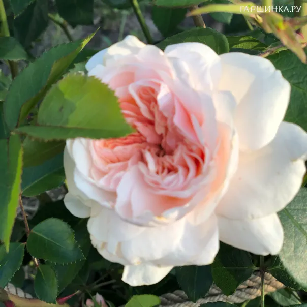 превью изображения отзыва