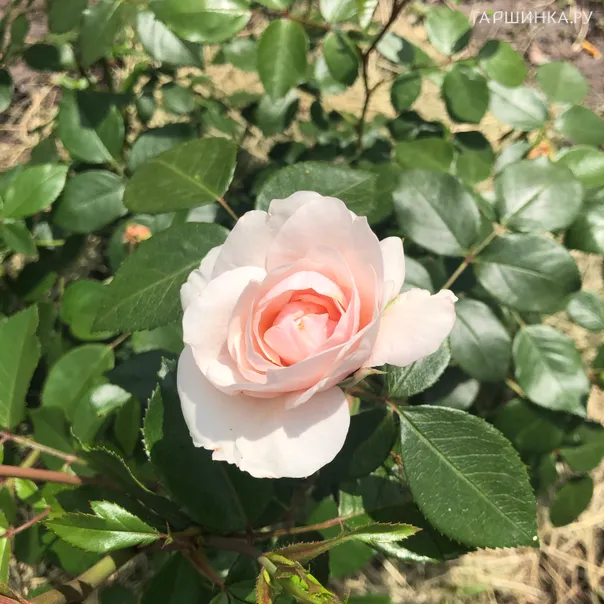 превью изображения отзыва