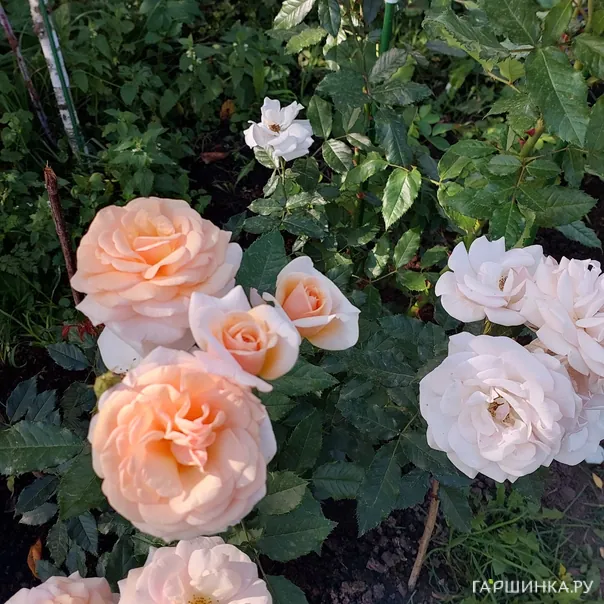 превью изображения отзыва