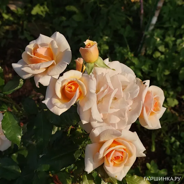 превью изображения отзыва