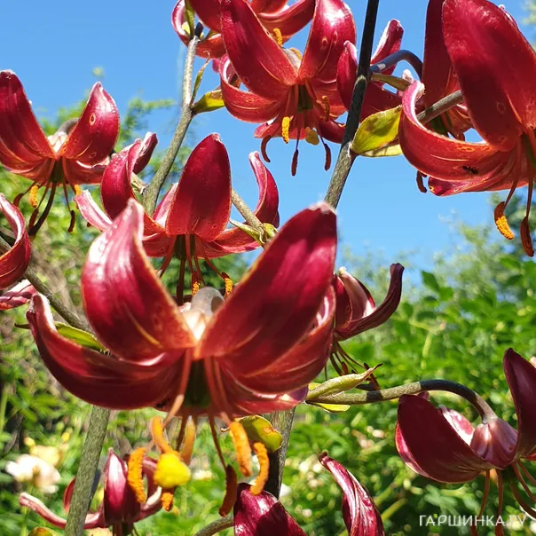 превью изображения отзыва