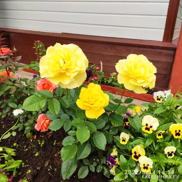 превью изображения отзыва