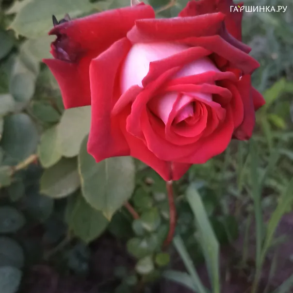 превью изображения отзыва