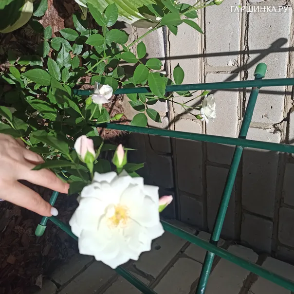 превью изображения отзыва
