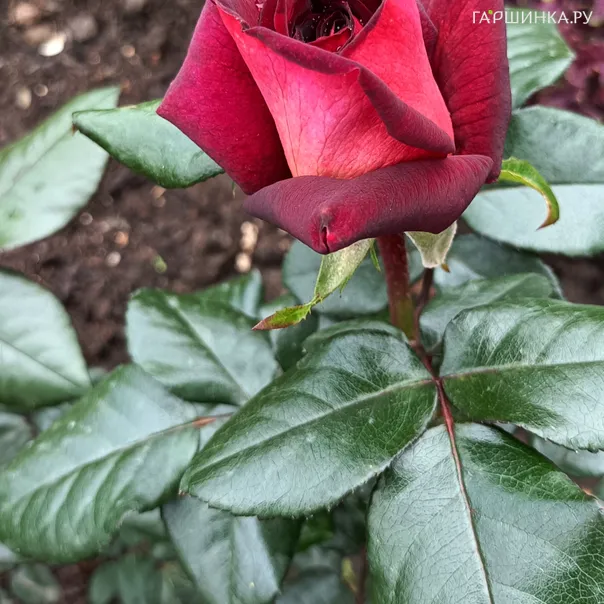 превью изображения отзыва