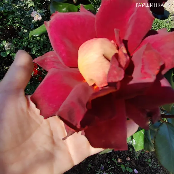 превью изображения отзыва