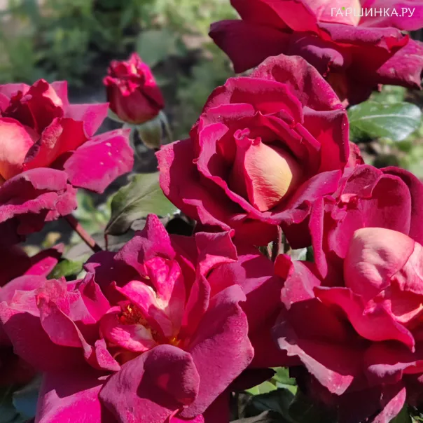 превью изображения отзыва