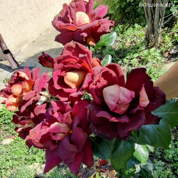 превью изображения отзыва