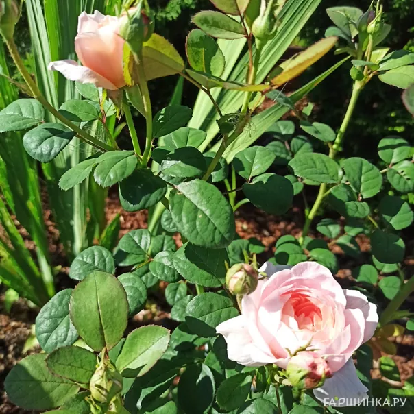 превью изображения отзыва