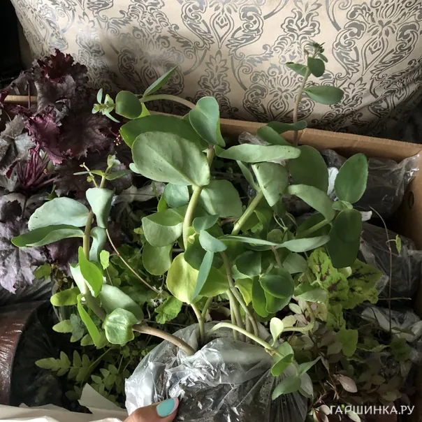 превью изображения отзыва