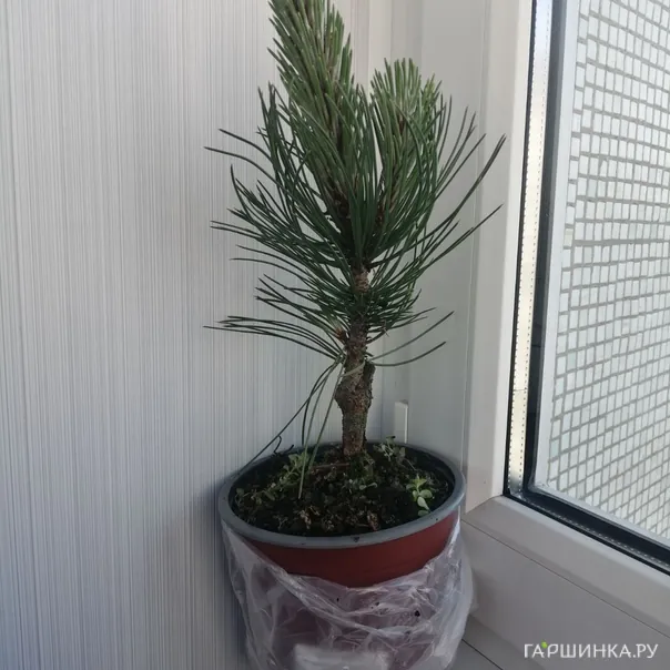 превью изображения отзыва