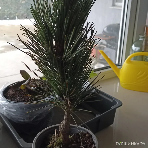 превью изображения отзыва