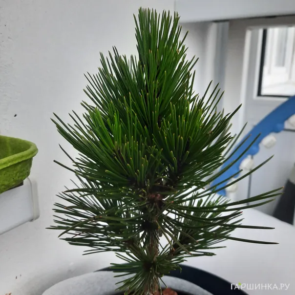 превью изображения отзыва