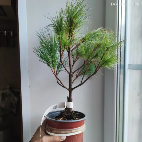 превью изображения отзыва