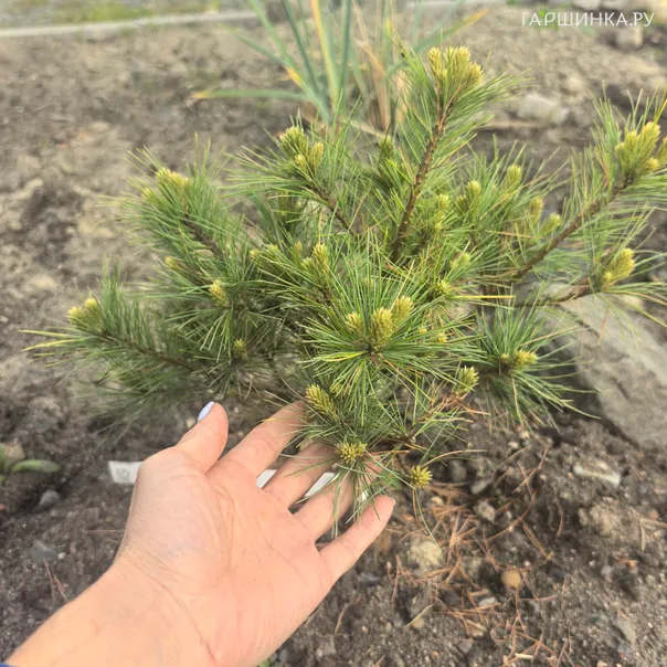 превью изображения отзыва