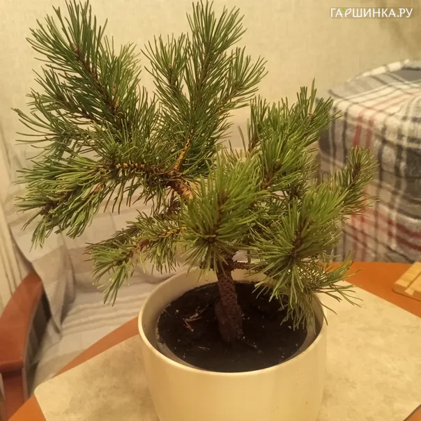 превью изображения отзыва