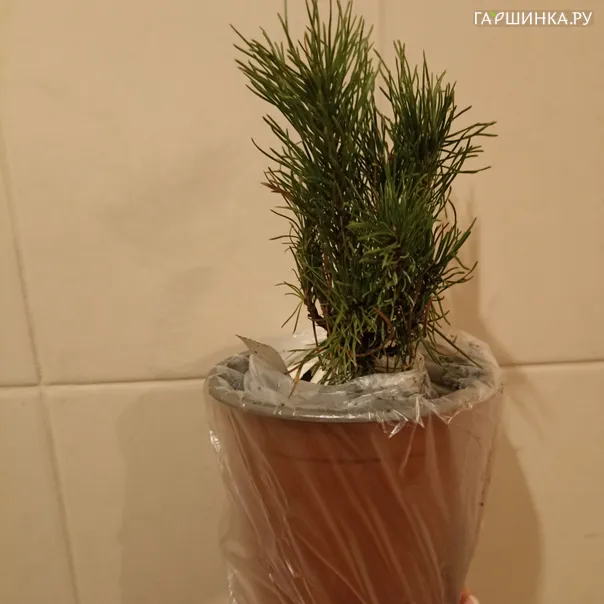 превью изображения отзыва