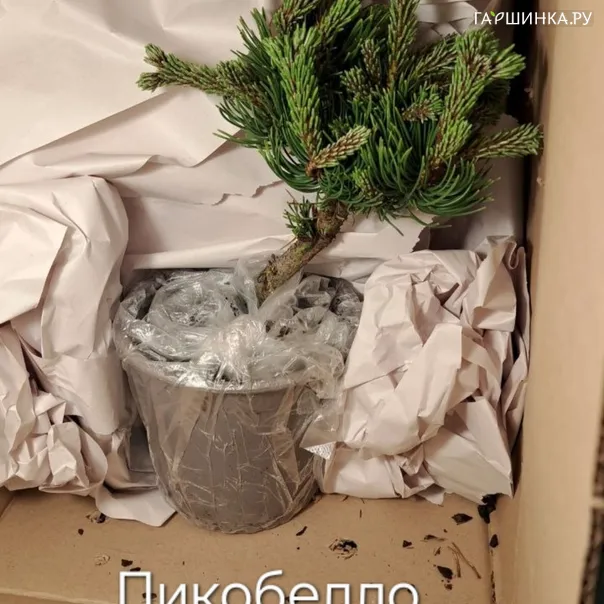 превью изображения отзыва