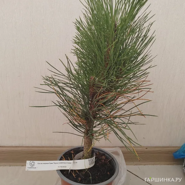 превью изображения отзыва