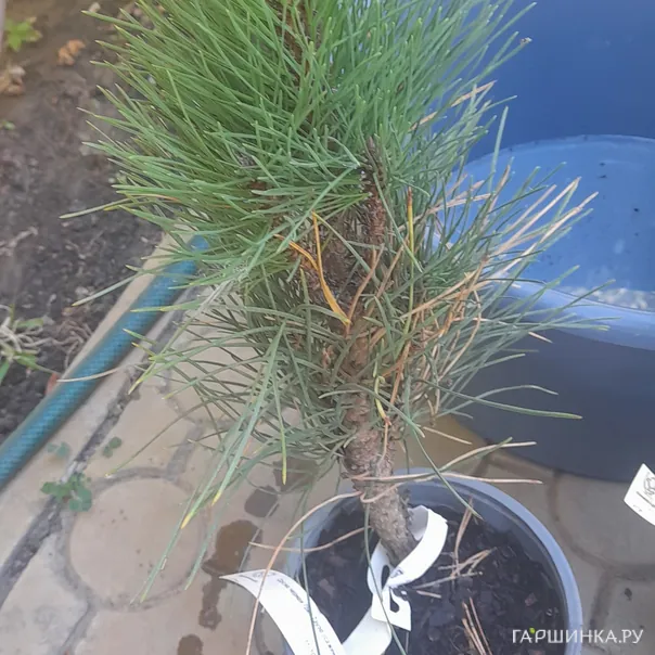 превью изображения отзыва