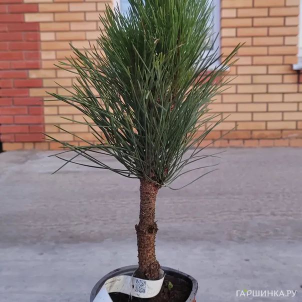 превью изображения отзыва