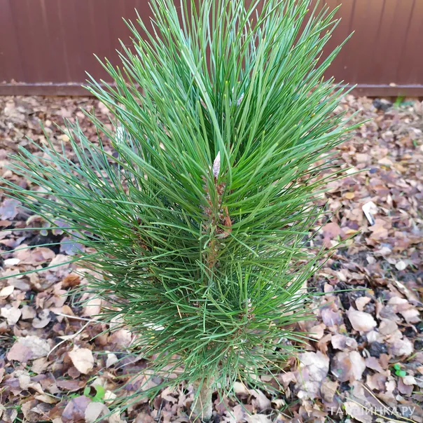 превью изображения отзыва