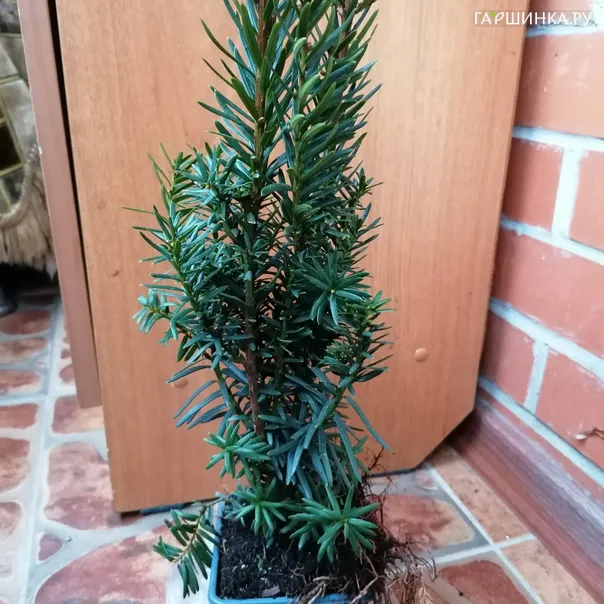 превью изображения отзыва