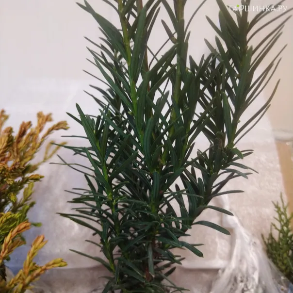 превью изображения отзыва