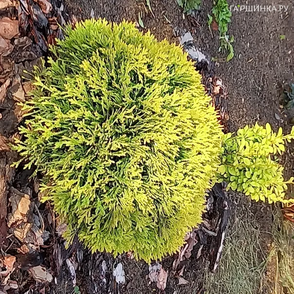 превью изображения отзыва