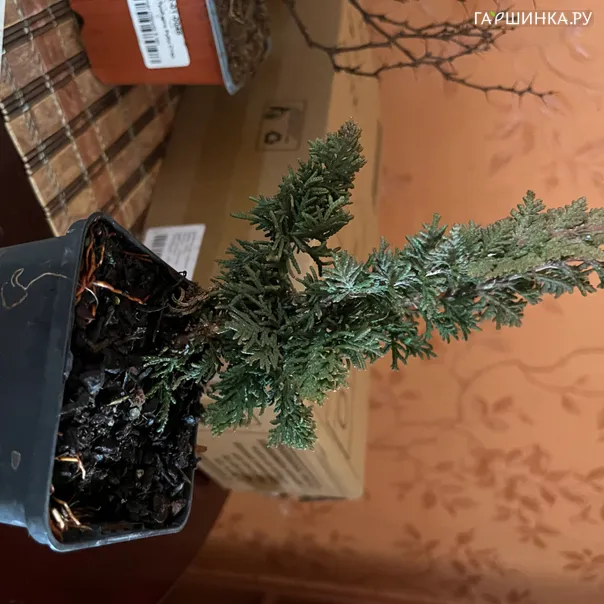 превью изображения отзыва