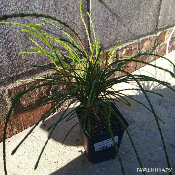 превью изображения отзыва