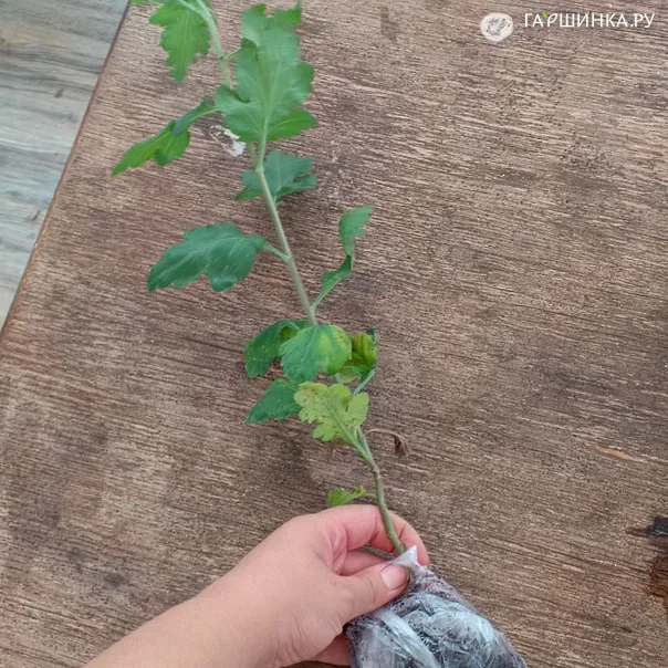 превью изображения отзыва
