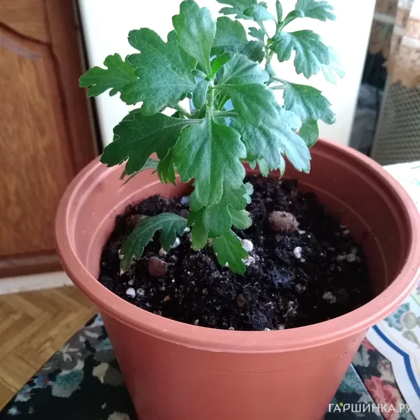 превью изображения отзыва