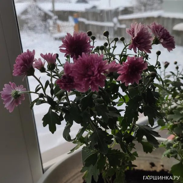 превью изображения отзыва